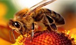 Międzynarodowa konferencja pt. „Rola i znaczenie pszczoły miodnej w środowisku naturalnym..."